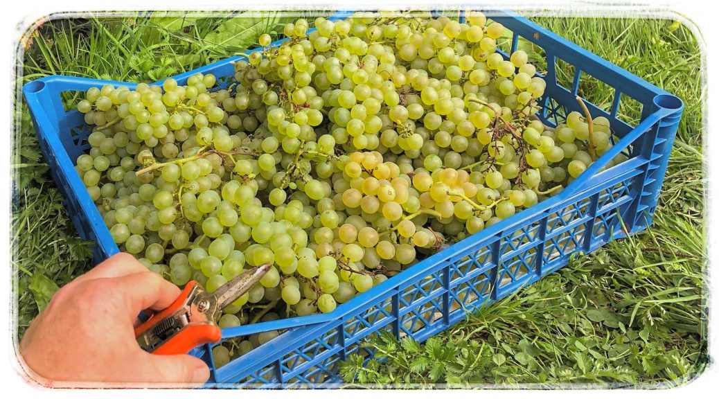 Как правильно укрывать виноград в Подмосковье — Осташовский вестник